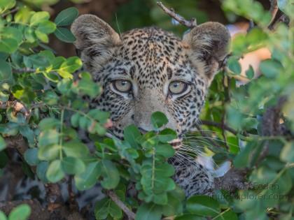 Leopard-11-Timbavati-Wildlife-Wide