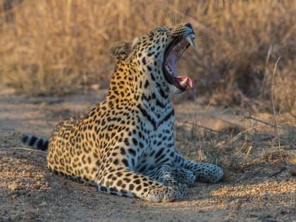 Leopard-12-Timbavati-Wildlife-Wide