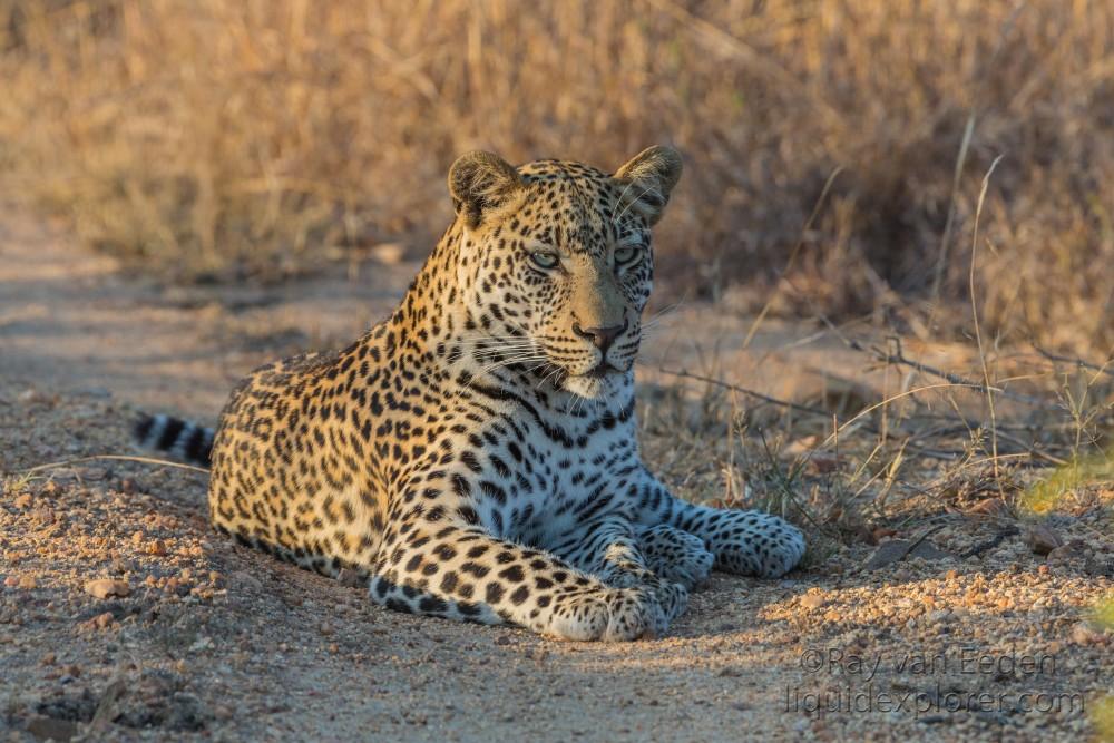 Leopard-13-Timbavati-Wildlife-Wide