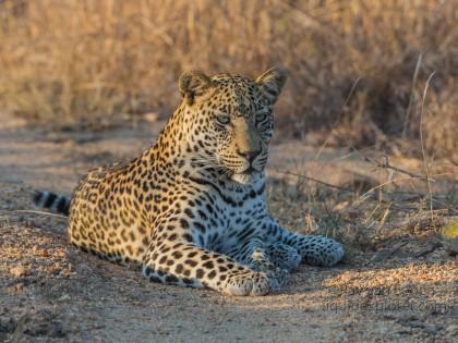 Leopard-13-Timbavati-Wildlife-Wide