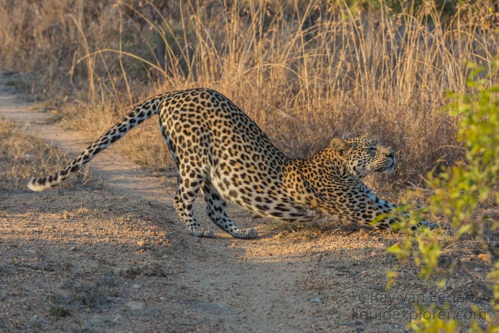 Leopard-15-Timbavati-Wildlife-Wide