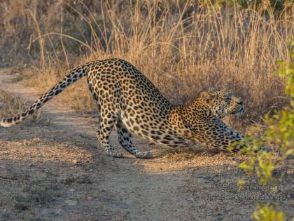 Leopard-15-Timbavati-Wildlife-Wide