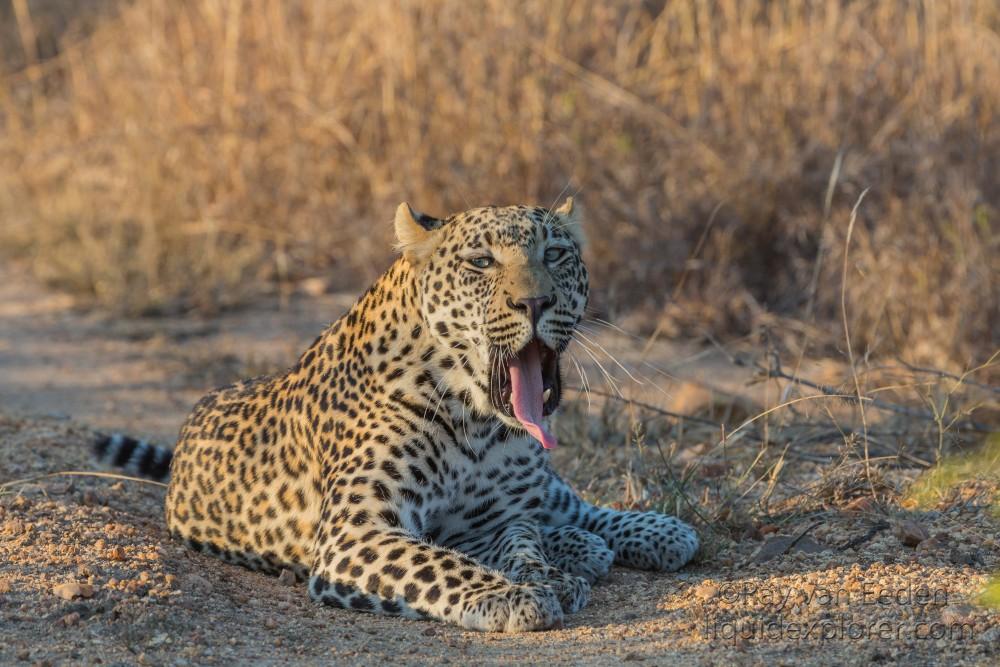 Leopard-17-Timbavati-Wildlife-Wide