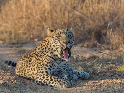 Leopard-17-Timbavati-Wildlife-Wide