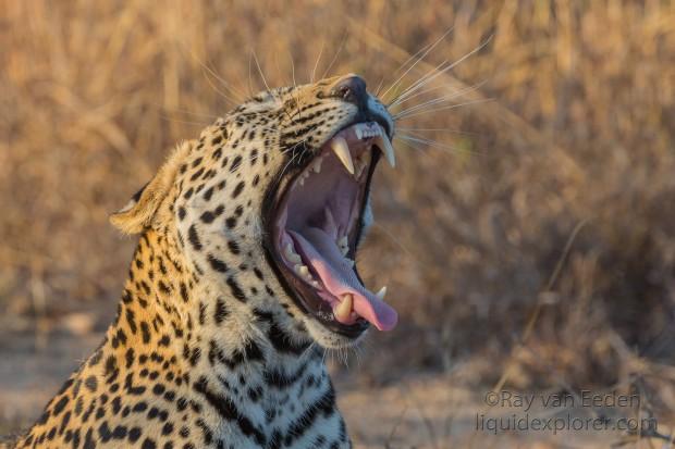 Leopard-18-Timbavati-Wildlife-Wide