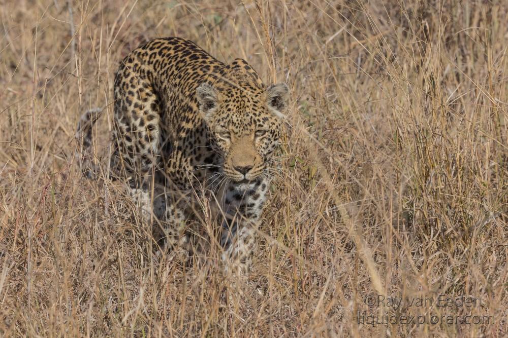 Leopard-2-Sabi-Sand-Wildlife-Wide