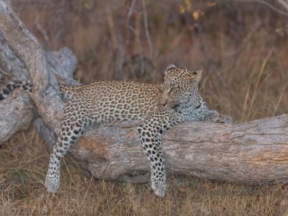 Leopard-2-Timbavati-Wildlife-Wide