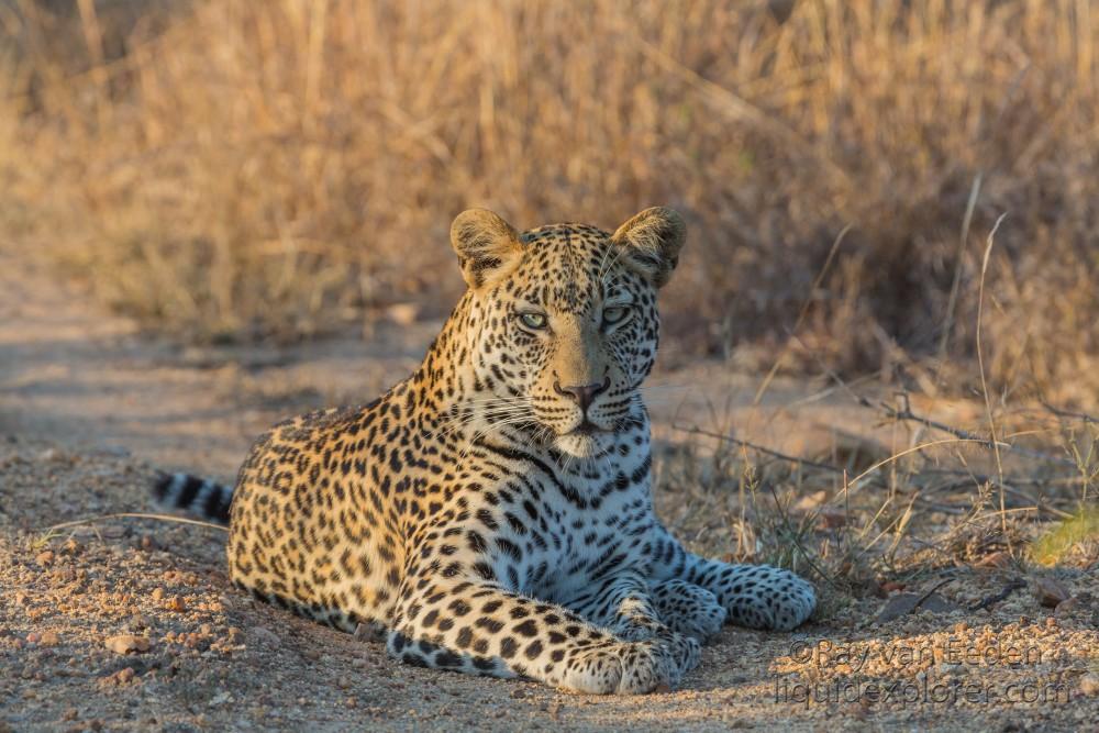 Leopard-21-Timbavati-Wildlife-Wide