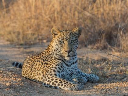 Leopard-21-Timbavati-Wildlife-Wide