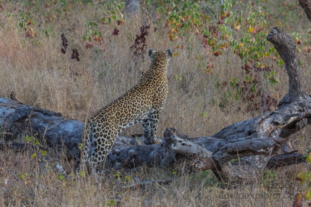 Leopard-24-Sabi-Sand-Wildlife-Wide