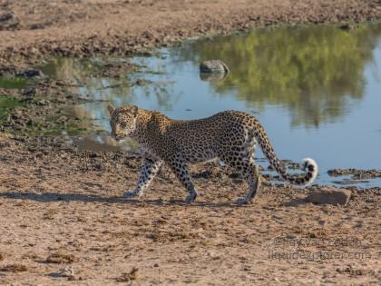 Leopard-25-Timbavati-Wildlife-Wide