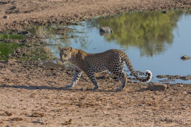 Leopard-25-Timbavati-Wildlife-Wide