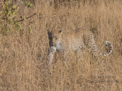 Leopard-28-Timbavati-Wildlife-Wide