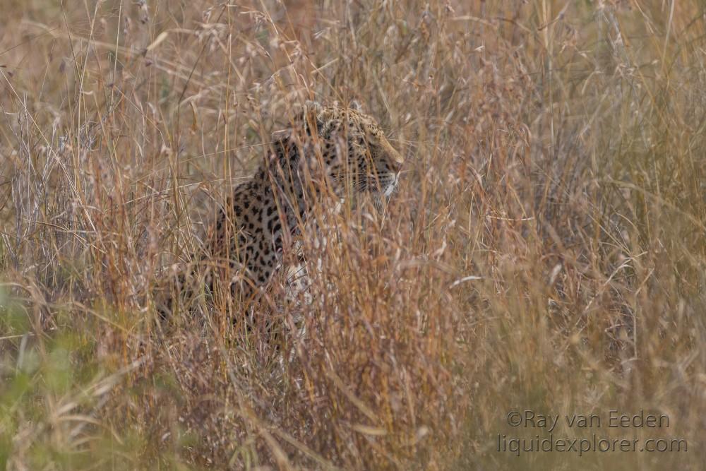 Leopard-29-Sabi-Sand-Wildlife-Wide