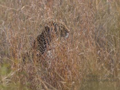Leopard-29-Sabi-Sand-Wildlife-Wide