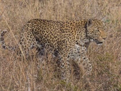 Leopard-3-Sabi-Sand-Wildlife-Wide