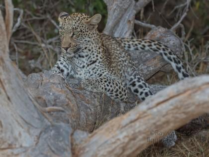 Leopard-3-Timbavati-Wildlife-Wide