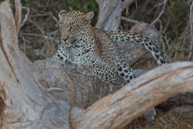 Leopard-3-Timbavati-Wildlife-Wide