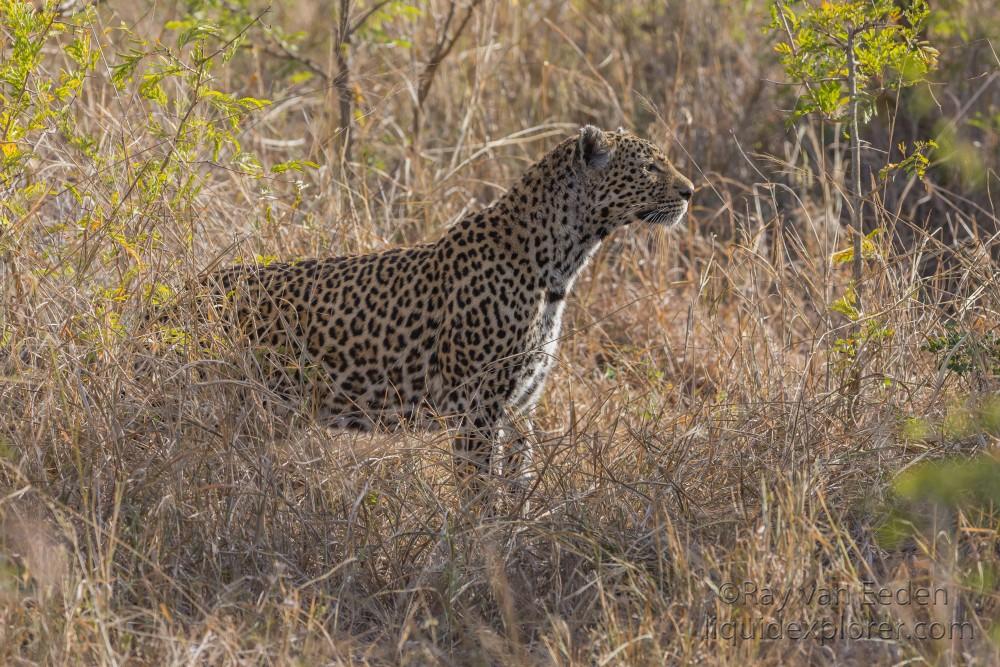 Leopard-30-Sabi-Sand-Wildlife-Wide