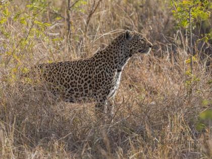 Leopard-30-Sabi-Sand-Wildlife-Wide