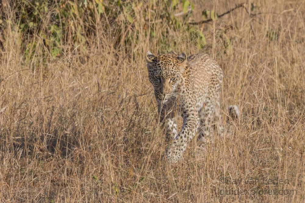 Leopard-30-Timbavati-Wildlife-Wide