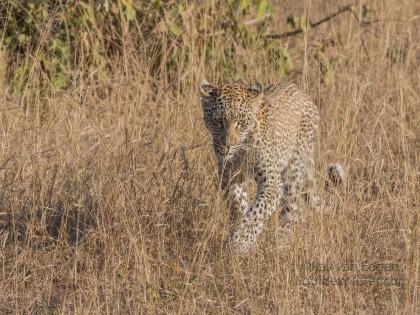 Leopard-30-Timbavati-Wildlife-Wide