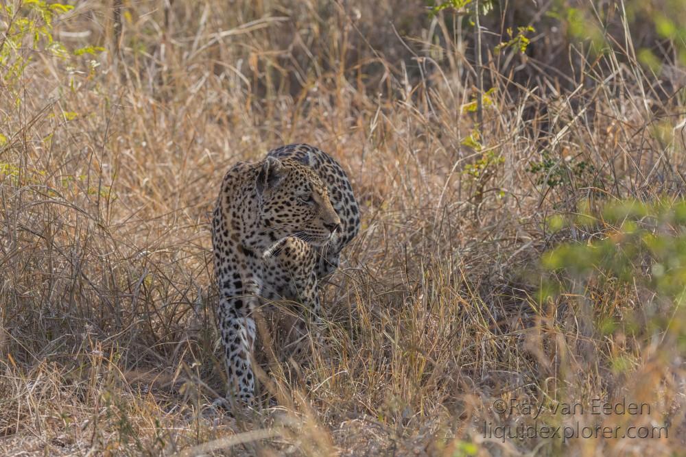 Leopard-32-Sabi-Sand-Wildlife-Wide