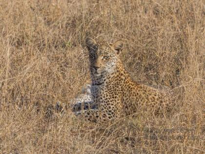 Leopard-33-Timbavati-Wildlife-Wide