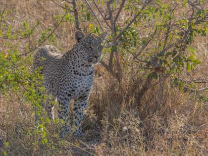 Leopard-34-Timbavati-Wildlife-Wide