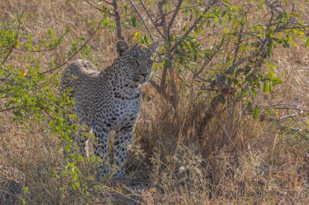 Leopard-34-Timbavati-Wildlife-Wide
