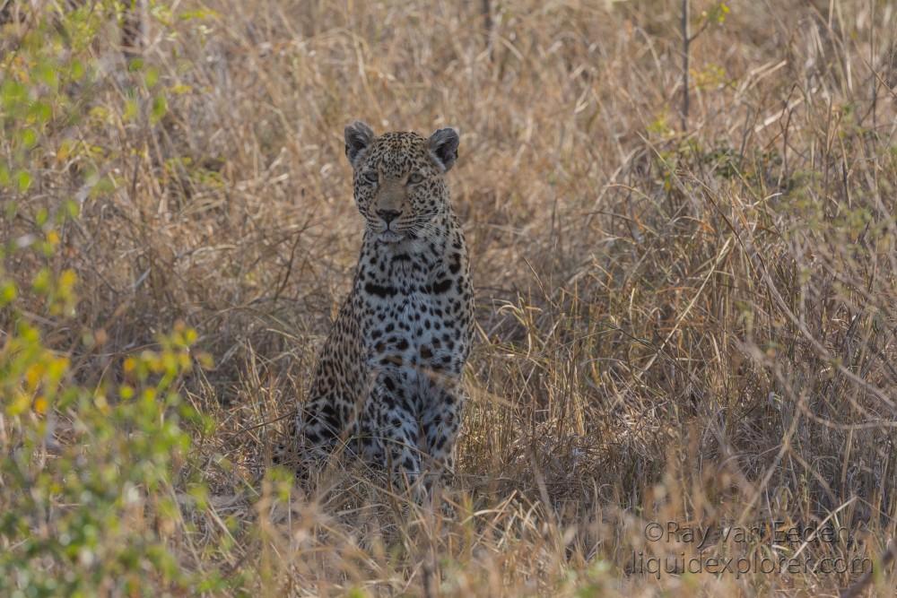 Leopard-36-Sabi-Sand-Wildlife-Wide