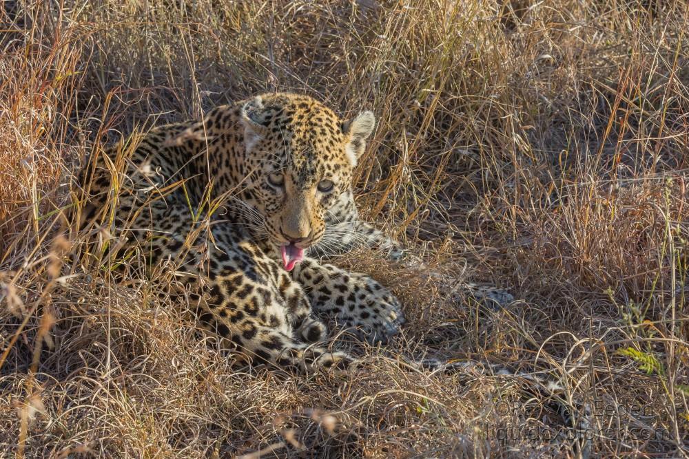 Leopard-39-Sabi-Sand-Wildlife-Wide