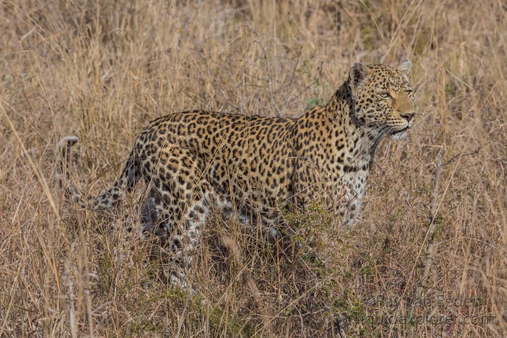 Leopard-4-Sabi-Sand-Wildlife-Wide