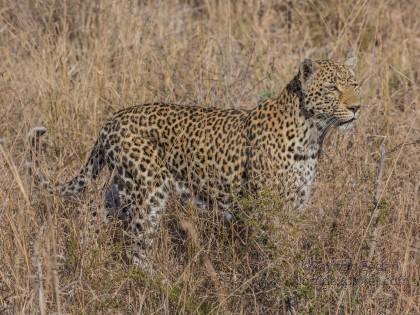 Leopard-4-Sabi-Sand-Wildlife-Wide