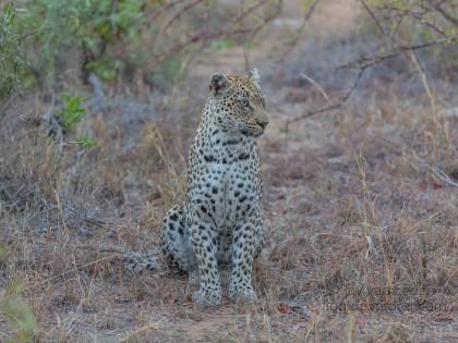 Leopard-42-Timbavati-Wildlife-Wide