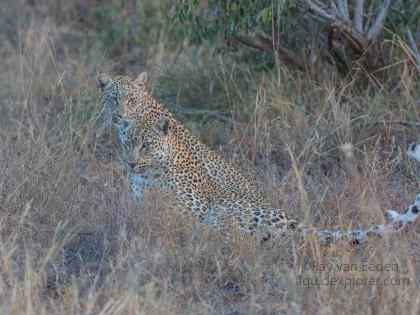 Leopard-47-Timbavati-Wildlife-Wide