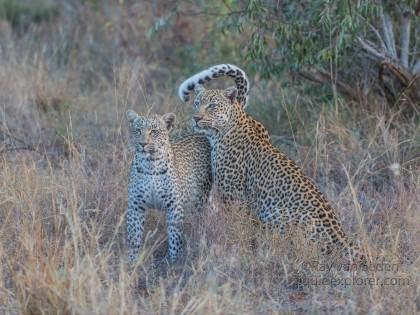 Leopard-50-Timbavati-Wildlife-Wide