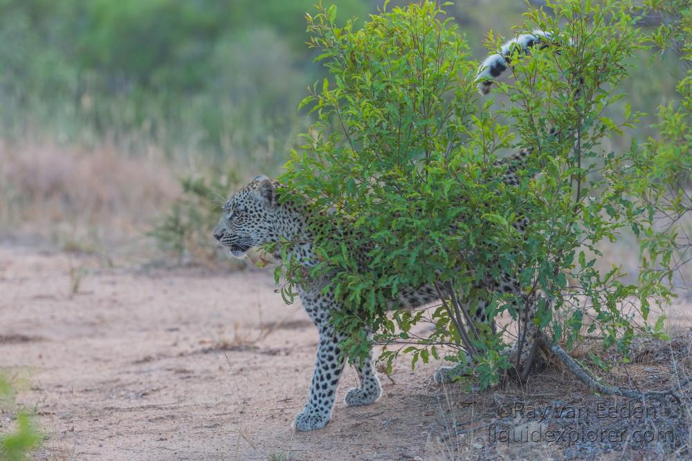 Leopard-51-Timbavati-Wildlife-Wide
