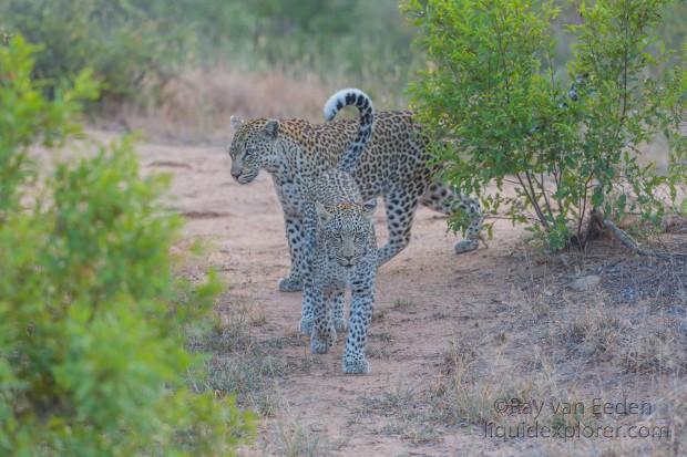 Leopard-52-Timbavati-Wildlife-Wide