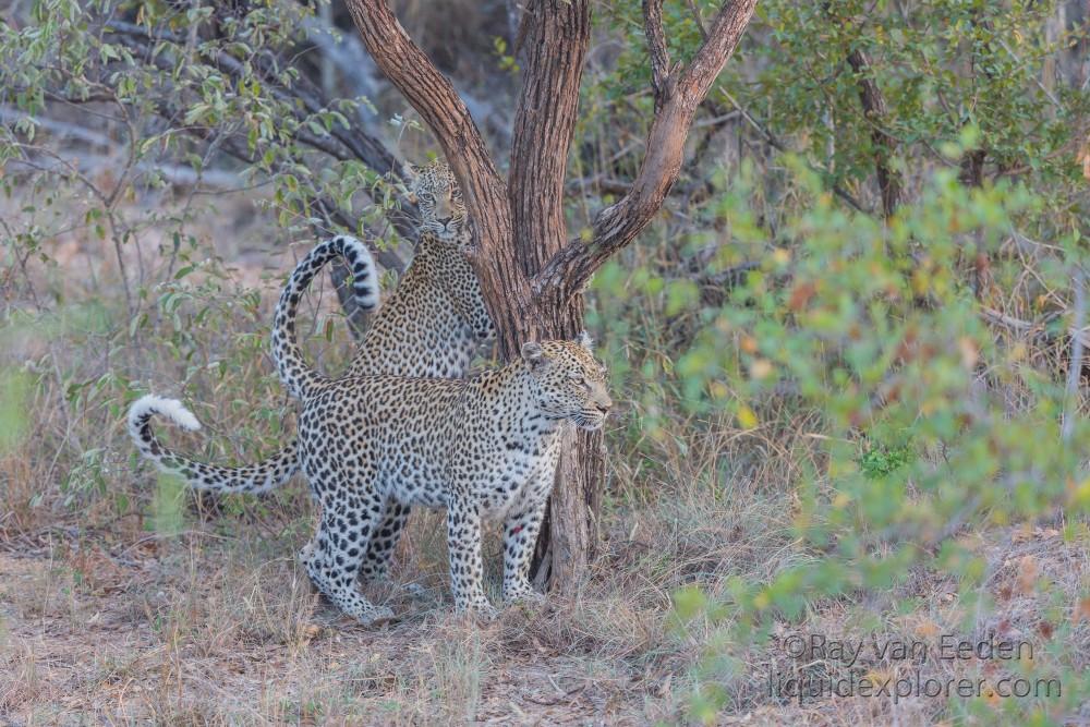 Leopard-55-Timbavati-Wildlife-Wide