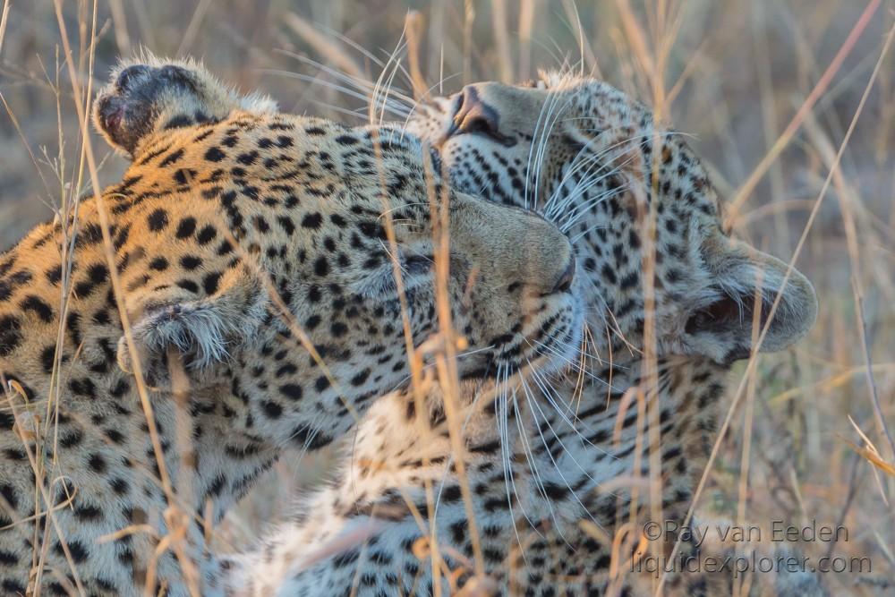 Leopard-57-Timbavati-Wildlife-Wide