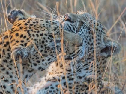 Leopard-57-Timbavati-Wildlife-Wide