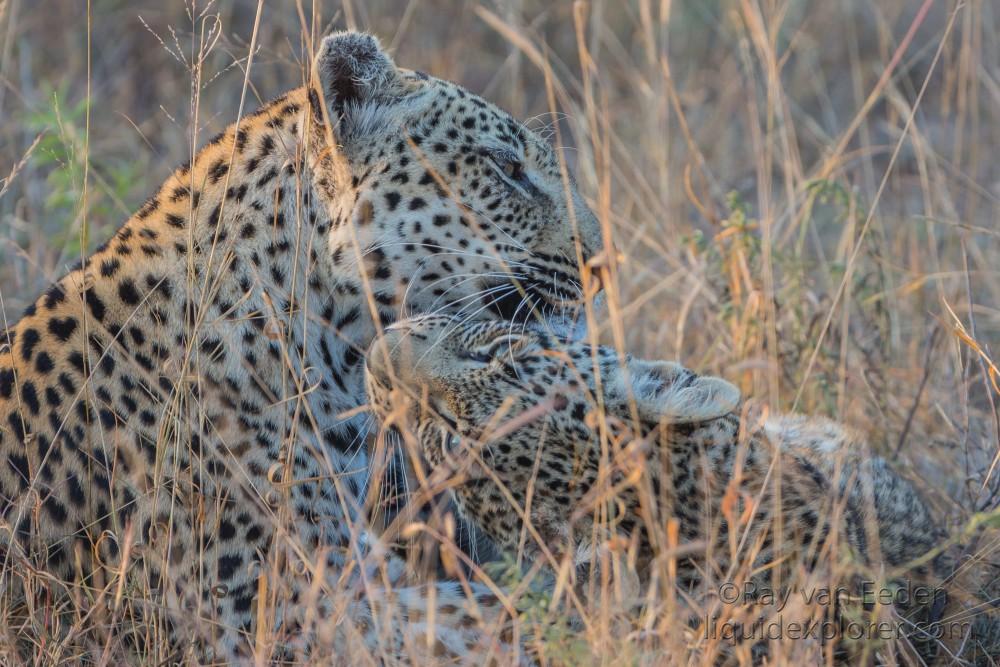 Leopard-59-Timbavati-Wildlife-Wide