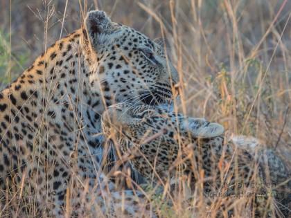 Leopard-59-Timbavati-Wildlife-Wide