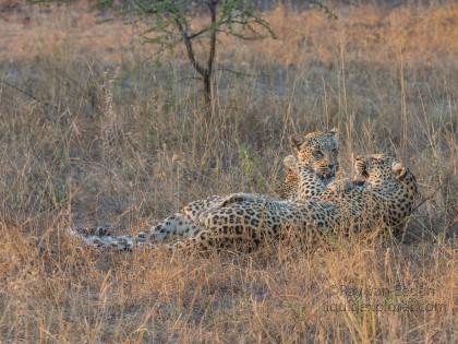 Leopard-61-Timbavati-Wildlife-Wide