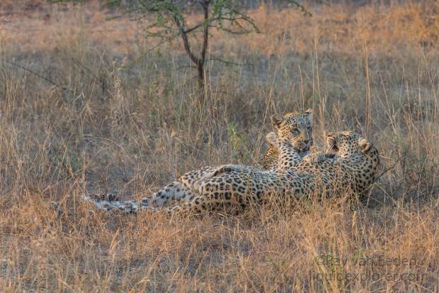 Leopard-61-Timbavati-Wildlife-Wide