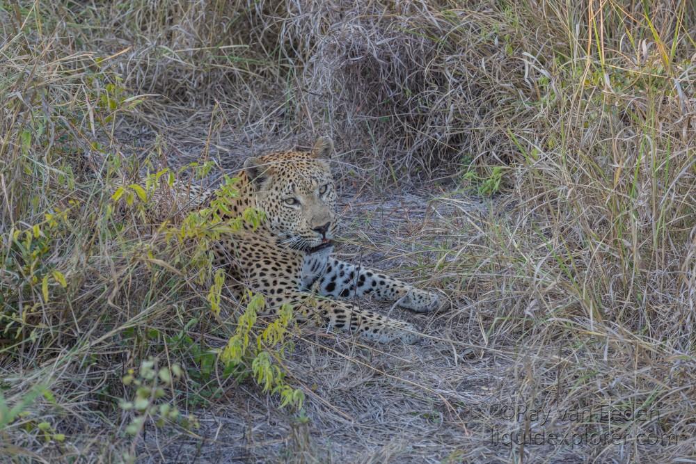 Leopard-63-Sabi-Sand-Wildlife-Wide