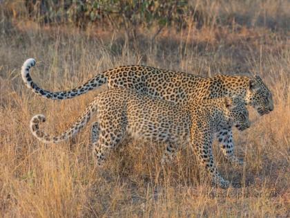 Leopard-64-Timbavati-Wildlife-Wide