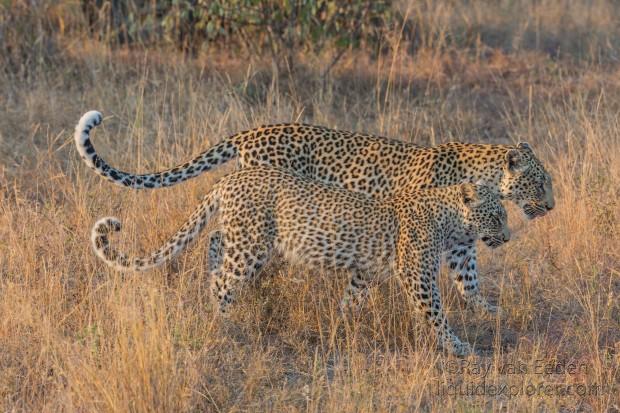 Leopard-64-Timbavati-Wildlife-Wide