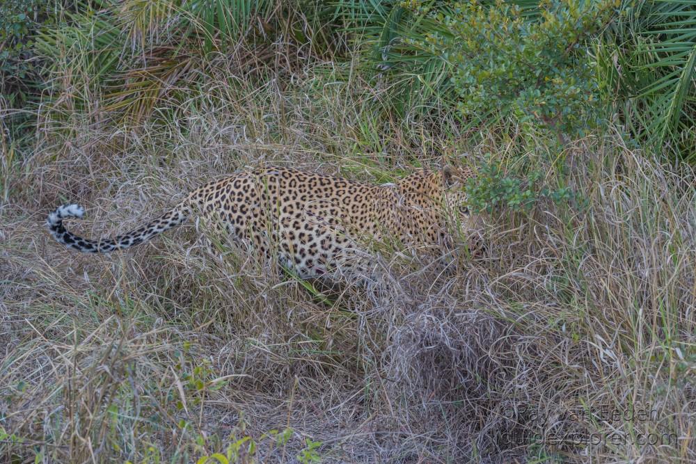 Leopard-65-Sabi-Sand-Wildlife-Wide